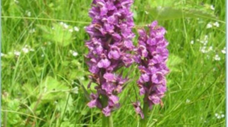 HP promoting conservation and cultivation of medicinal plants HIMACHAL HEADLINES