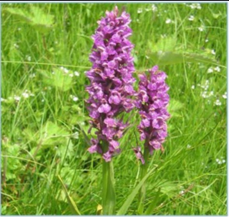 HP promoting conservation and cultivation of medicinal plants HIMACHAL HEADLINES