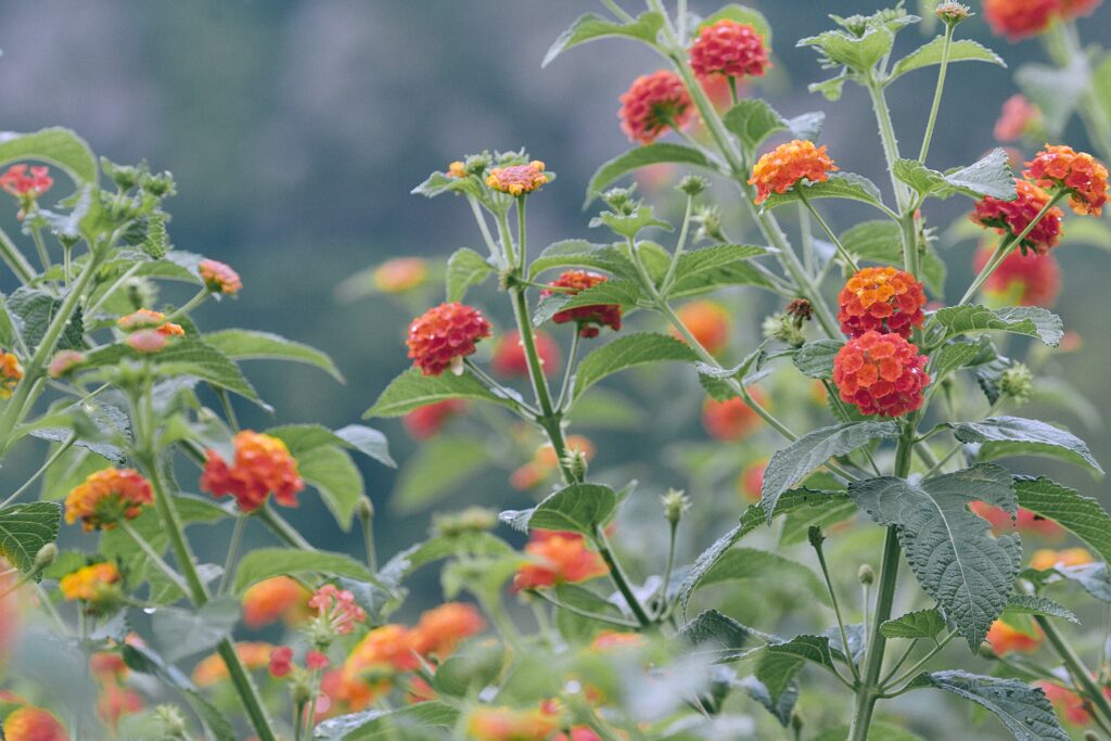 Lantana Camara infestation in India mounts to near Kuwait geographical area and South Sudan HIMACHAL HEADLINES