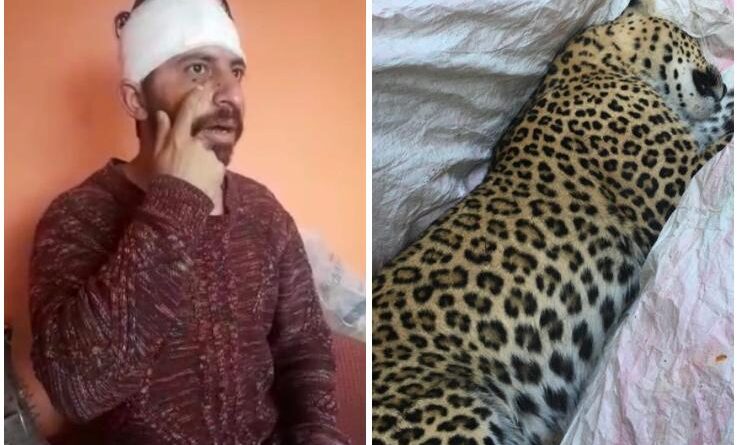 Fully grown Leopard attack a youth in Shimla HIMACHAL HEADLINES