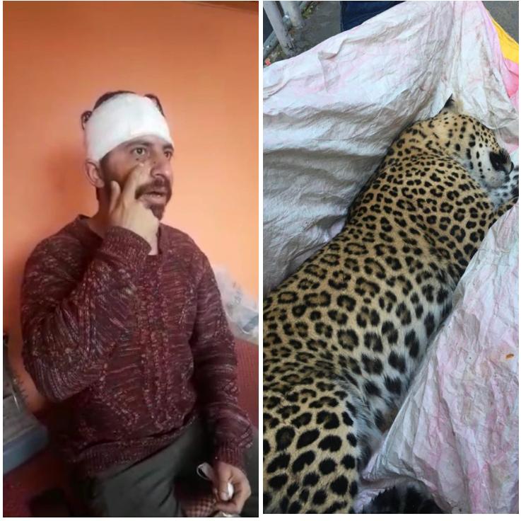 Fully grown Leopard attack a youth in Shimla Fully grown Leopard attack a youth in Shimla HIMACHAL HEADLINES