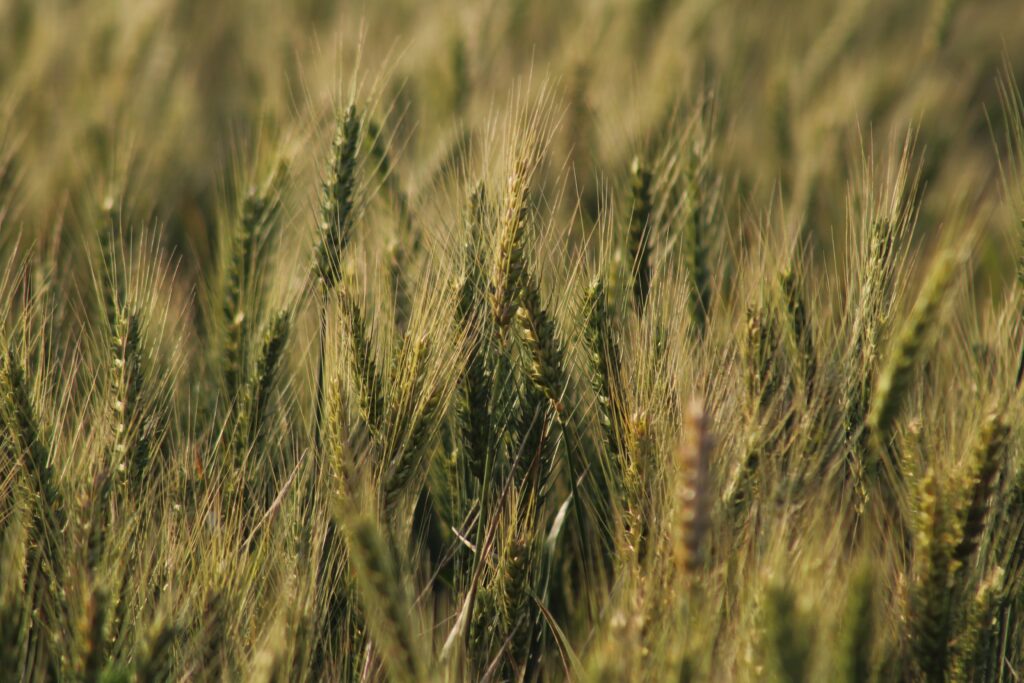 Eight wheat procurement centre purchase 17,000 metric tons wheat from farmers HIMACHAL HEADLINES