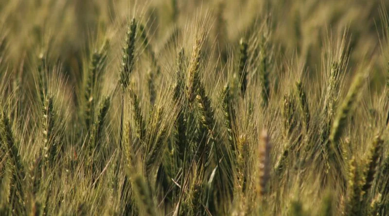 Wheat procurement at all time high in Himachal HIMACHAL HEADLINES