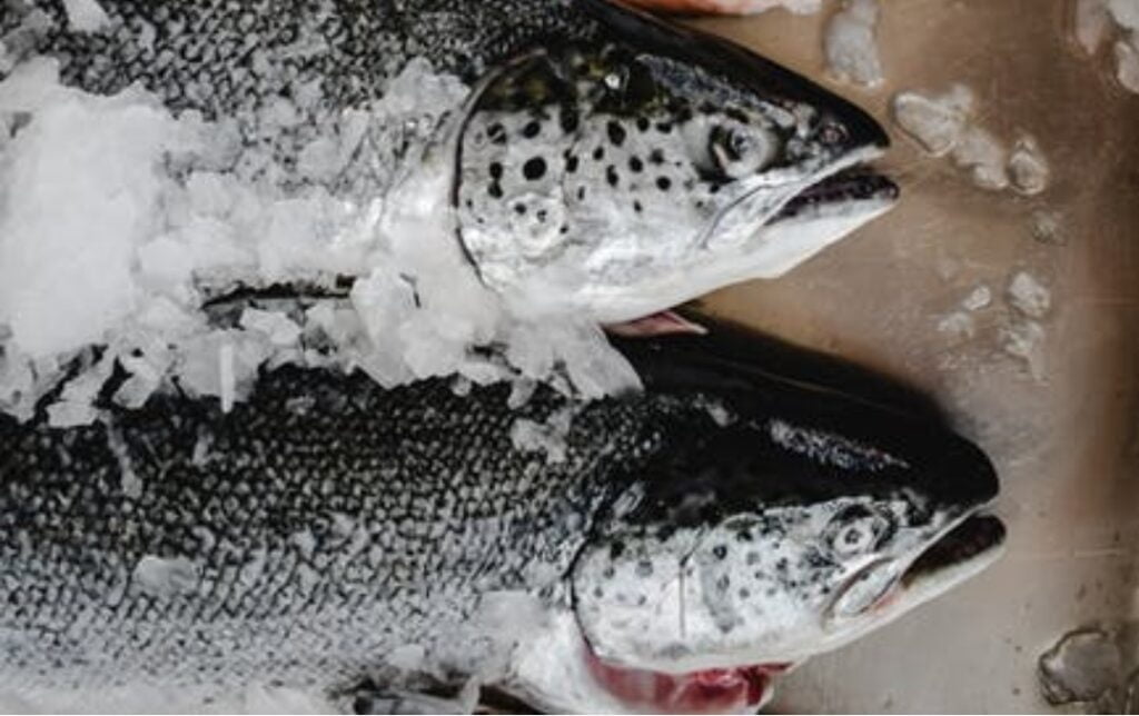 Trout swims to success in warm water in lower Himachal HIMACHAL HEADLINES