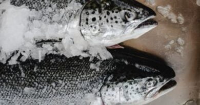 Trout swims to success in warm water in lower Himachal HIMACHAL HEADLINES