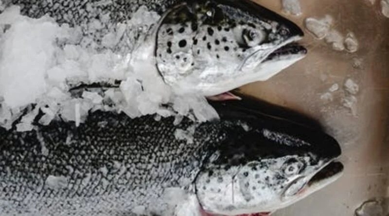 Trout swims to success in warm water in lower Himachal HIMACHAL HEADLINES