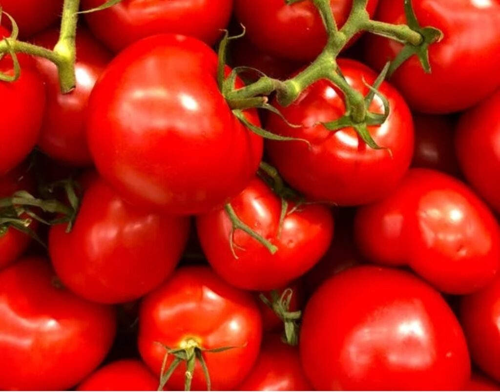 Farmers seek repealing of three farms laws,Seek probe into supply of Tomato spurious seed HIMACHAL HEADLINES