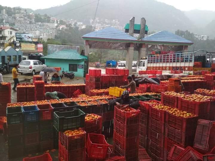 Kissan conventions of Tomato growers convened at Solan: HKS HIMACHAL HEADLINES