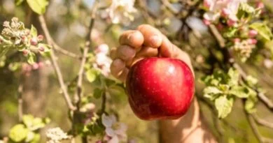 The Apple Heartland of India: Exploring Himachal’s Orchard Treasures