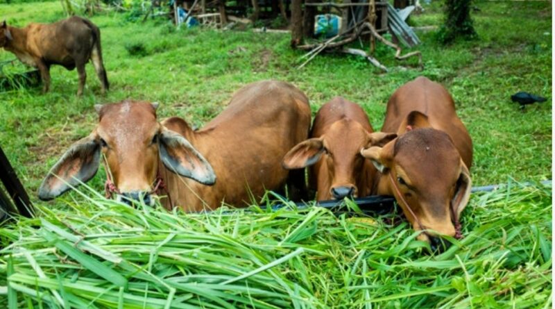 17407 destitute cows provided shelter in State HIMACHAL HEADLINES