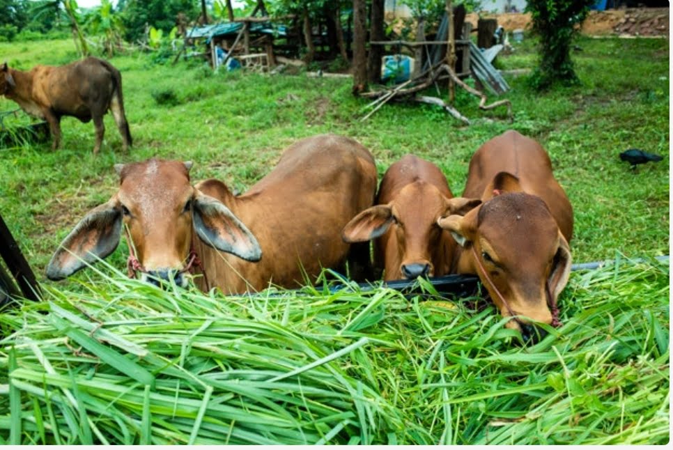 17407 destitute cows provided shelter in State 17407 destitute cows provided shelter in State HIMACHAL HEADLINES