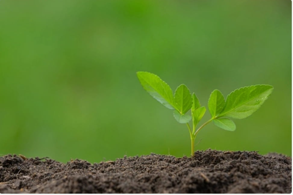 One crore saplings to be planted during State Level Van Mahotsav One crore saplings to be planted during State Level Van Mahotsav HIMACHAL HEADLINES