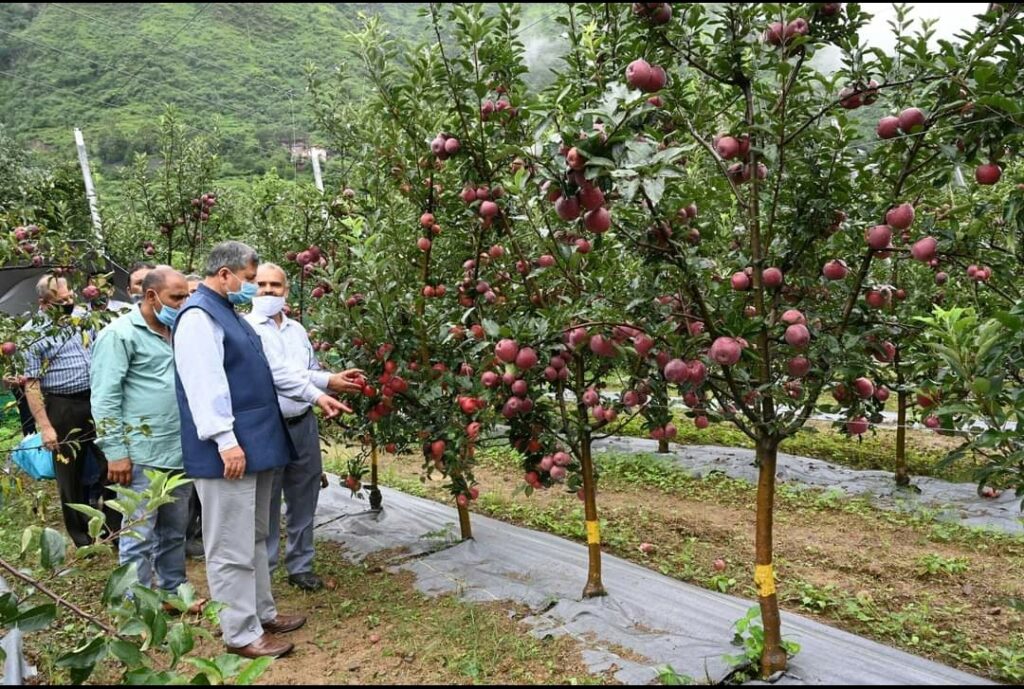 Adopt scientific techniques to enhance apple production: Vice chancellor Adopt scientific techniques to enhance apple production: Vice chancellor HIMACHAL HEADLINES
