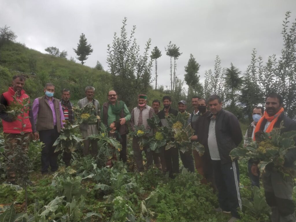 Kissan Sabha seek action against Syngenta seed Kissan Sabha seek action against Syngenta seed HIMACHAL HEADLINES