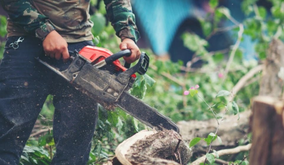 HC vacate stays on permitted felling or lopping of trees HC vacate stays on permitted felling or lopping of trees HIMACHAL HEADLINES