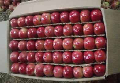 Adani Raises Procurement Rates for Himachal’s Premium Apples