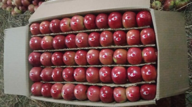 Himachal Apples now available in universal cartons HIMACHAL HEADLINES