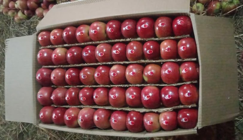 Himachal Apples now available in universal cartons HIMACHAL HEADLINES
