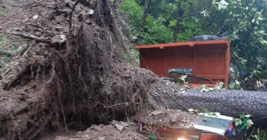 Two vehicle damage when a massive tree uprooted in Shimla HIMACHAL HEADLINES