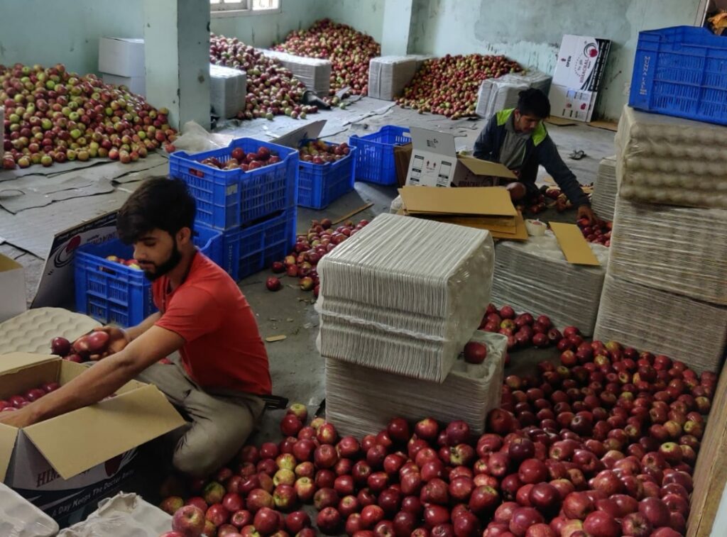 State Government approves MIS for procurement of apple State Government approves MIS for procurement of apple HIMACHAL HEADLINES
