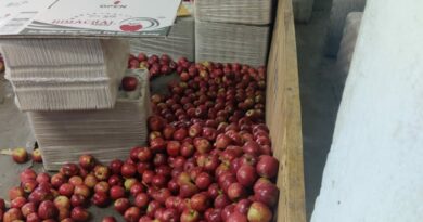 Ruling BJP slams for supplying expensive packaging material of apples.   HIMACHAL HEADLINES