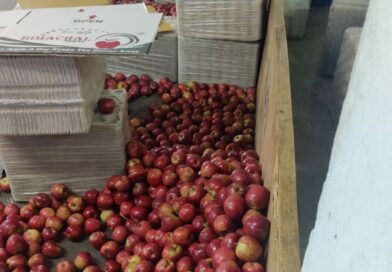 Apple Growers Fear Price Crash as Import Duty Cut Rings Alarm Bells in Himachal : Rathore