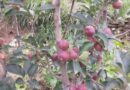 Himachal Govt Announces MSP Support for Mangoes, Citrus Fruits and C-Grade Apples