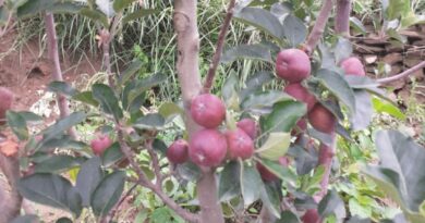 Himachal Apple in Sesquicentennial Jublee : Gambling or cash crop HIMACHAL HEADLINES