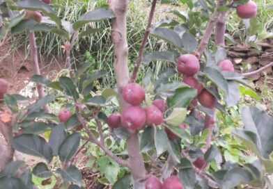 Himachal Govt Announces MSP Support for Mangoes, Citrus Fruits and C-Grade Apples