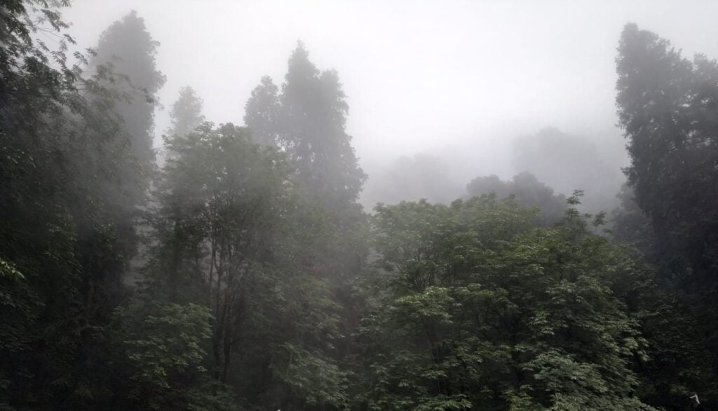12.62 lakh saplings planted in 1904 hectare area of forest 12.62 lakh saplings planted in 1904 hectare area of forest HIMACHAL HEADLINES
