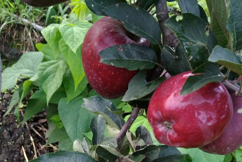 Horticulture officers trained on quality fruit production, management at Nauni University HIMACHAL HEADLINES