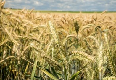 Unseasonal Rain Brings Wheat Harvest in Kangra to a Halt, Farmers Fear Losses