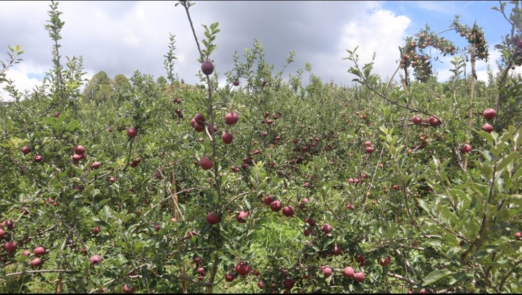 Natural farming gives an edge to Himachal apple growers in market HIMACHAL HEADLINES
