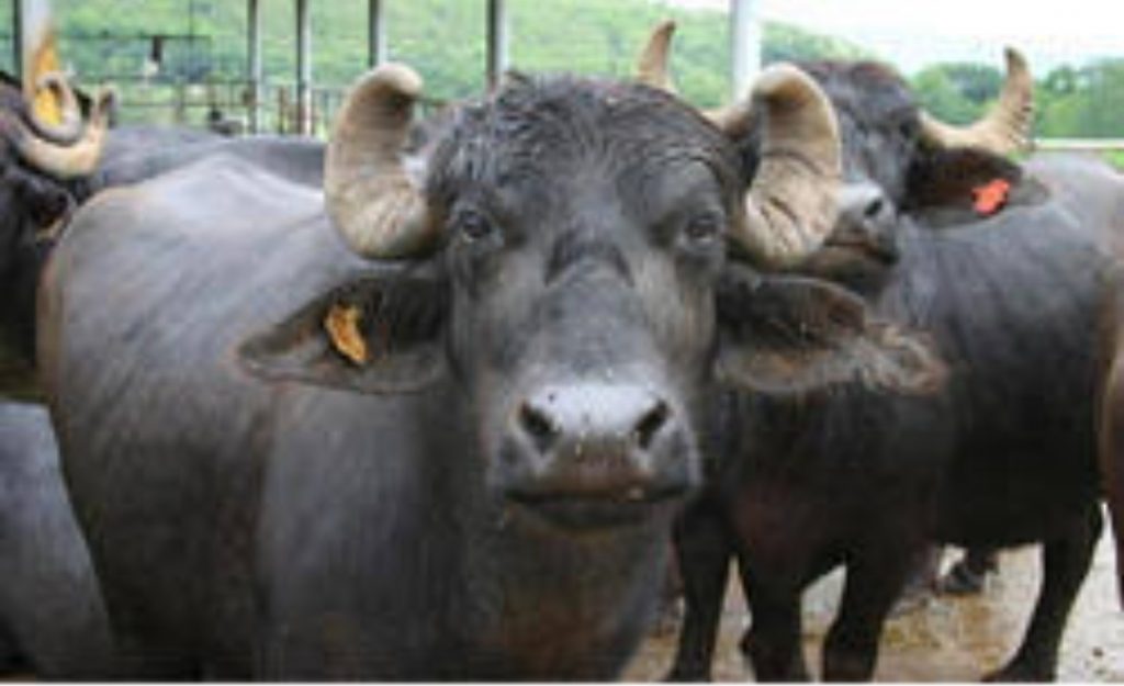 Murrah Buffalo