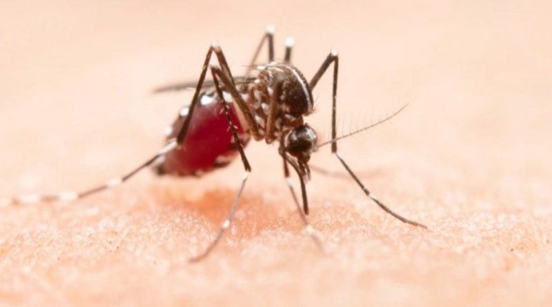 Sirmaur district registers 50 cases of Dengue:CMO HIMACHAL HEADLINES