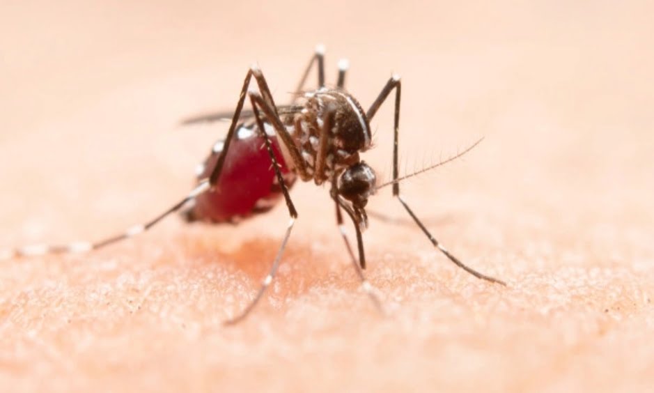 Sirmaur district registers 50 cases of Dengue:CMO Sirmaur district registers 50 cases of Dengue:CMO HIMACHAL HEADLINES