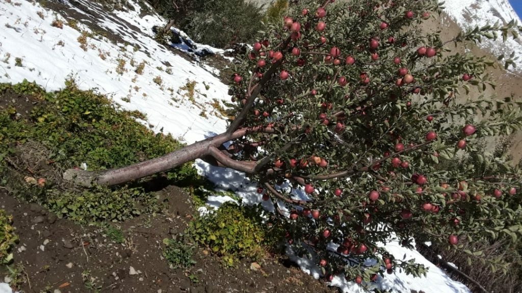 Early snowfall damage unharvested apple crop, Keylong freezes at minus 1.3 degree Centigrade Early snowfall damage unharvested apple crop, Keylong freezes at minus 1.3 degree Centigrade HIMACHAL HEADLINES