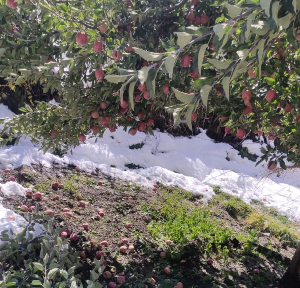 Early snowfall damage unharvested apple crop, Keylong freezes at minus 1.3 degree Centigrade HIMACHAL HEADLINES