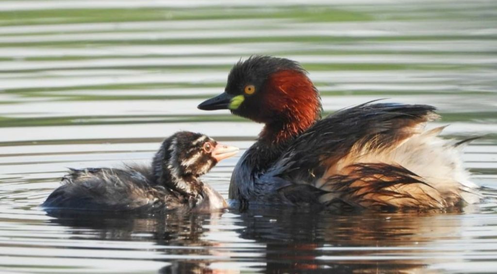 State wildlife Authority confirms arrival of Migratory birds at Sri Renuka Ji HIMACHAL HEADLINES