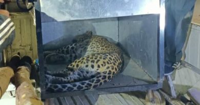 Nature Watch India to reunion of caged leopard with its cubs HIMACHAL HEADLINES
