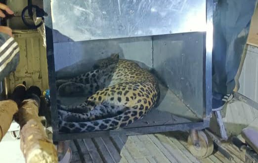 Wildlife wing cage leopard on the trail of pug mark & camera trap HIMACHAL HEADLINES