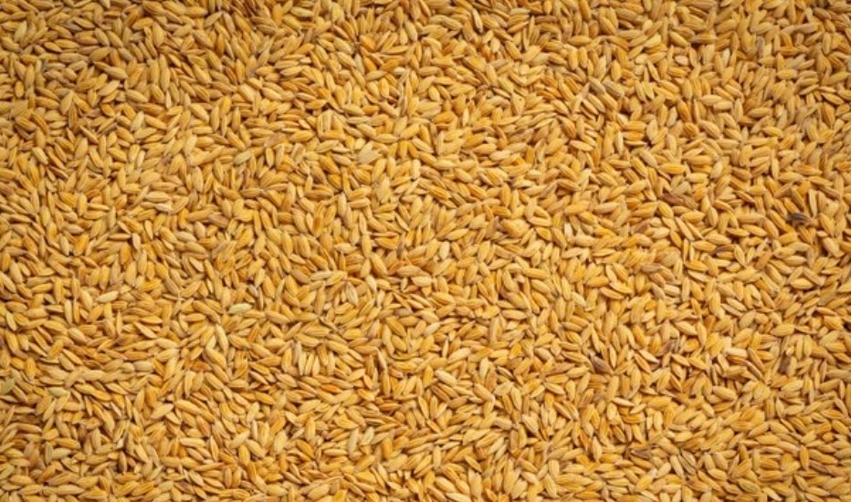 FCI procures more than two lakh quintals of paddy in state, Rs. 38 crore disbursed to 4,000 farmers FCI procures more than two lakh quintals of paddy in state, Rs. 38 crore disbursed to 4,000 farmers HIMACHAL HEADLINES