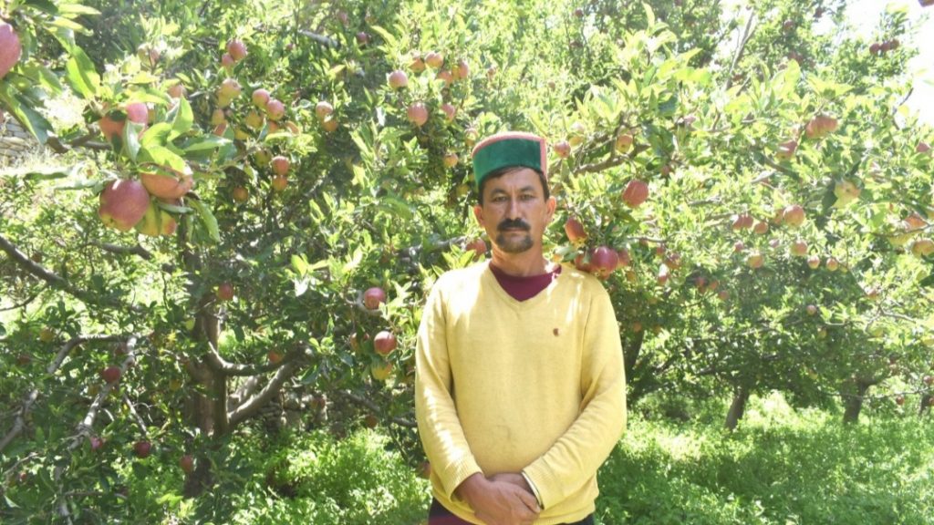1084 farmer switched over to natural farming in Kinnuar district 1084 farmer switched over to natural farming in Kinnuar district HIMACHAL HEADLINES