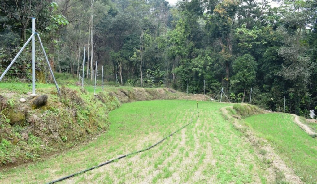 4669 hectare baron land re-cultivated in Himachal 4669 hectare baron land re-cultivated in Himachal HIMACHAL HEADLINES