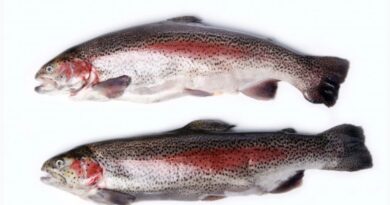 Himachal imports genetically modified Rainbow Trout Seed from Denmark, Virender Kanwar HIMACHAL HEADLINES