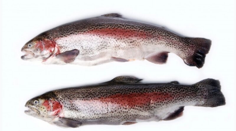 Himachal imports genetically modified Rainbow Trout Seed from Denmark, Virender Kanwar HIMACHAL HEADLINES