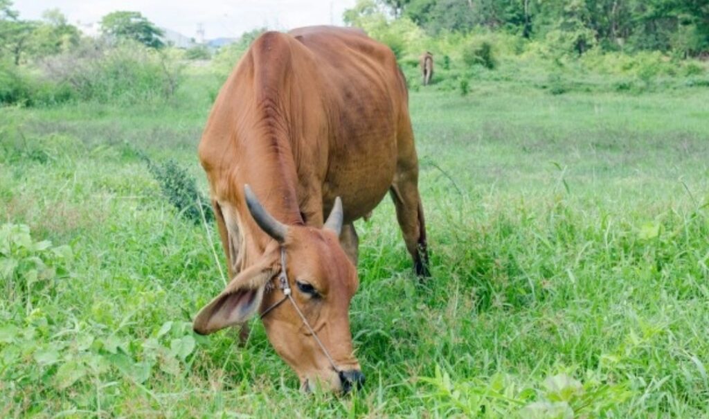 Cow sanctuary at Sunni to open this month HIMACHAL HEADLINES