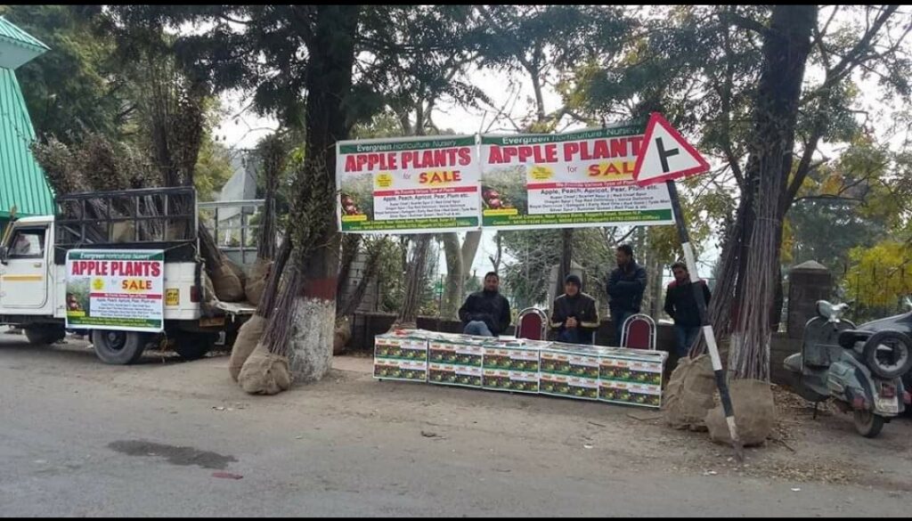Temperate fruits plants sale to be started in Parmar varsity from Jan 7 HIMACHAL HEADLINES