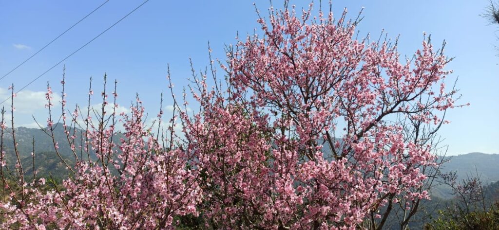 After gap of two decades,Peach valley wears white cover After gap of two decades,Peach valley wears white cover HIMACHAL HEADLINES