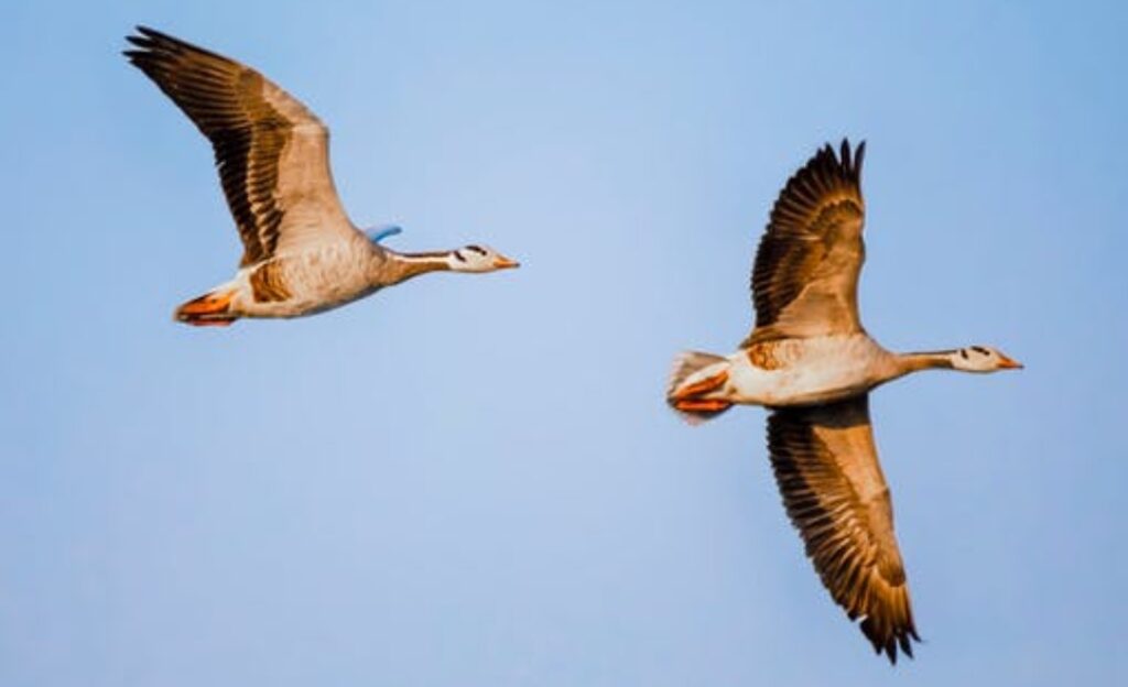 Bar-headed Geese population is 47598 at Pong Dam Lake Wildlife Sanctuary Bar-headed Geese population is 47598 at Pong Dam Lake Wildlife Sanctuary HIMACHAL HEADLINES